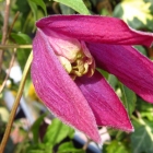 Rote Alpenwaldrebe / Clematis alpina Rubra